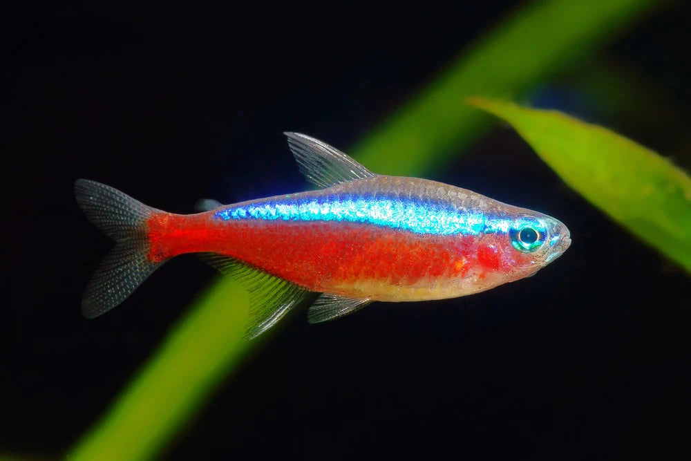 Cardinal Tetra- Vibrant, Peaceful Freshwater Community Fish