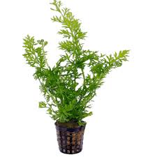 Ceratopteris Cornuta (Water Sprite) Versatile and Fast-Growing