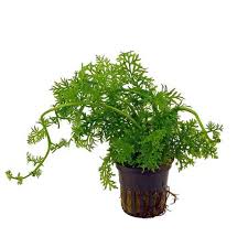 Ceratopteris Cornuta (Water Sprite) Versatile and Fast-Growing