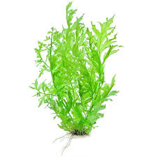 Ceratopteris Cornuta (Water Sprite) Versatile and Fast-Growing