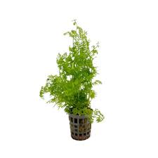Ceratopteris Siliquosa Soft Flowing Green for Natural Aquascapes