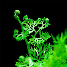 Ceratopteris Siliquosa Soft Flowing Green for Natural Aquascapes