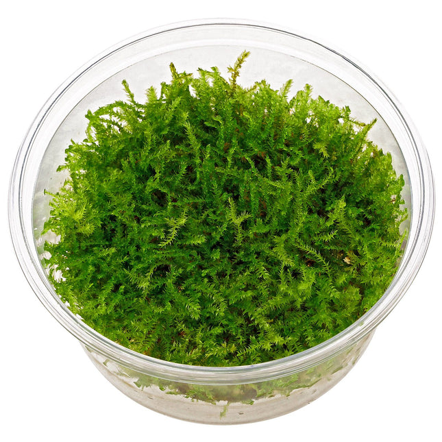 Christmas Moss (Vesicularia montagnei)
