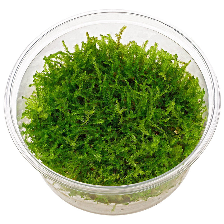 Mosses – Aquatic Pets SA