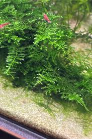 Christmas Moss (Vesicularia montagnei)