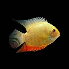 Cichild  Severum  Golden