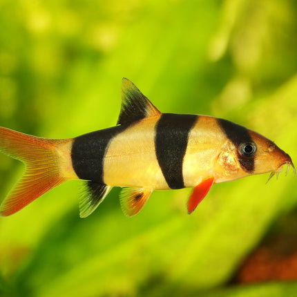 Clown Loach 50-100mm (Each)
