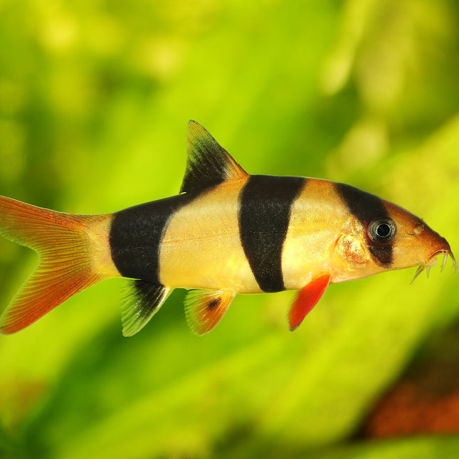 Clown Loach 50-100mm (Each)