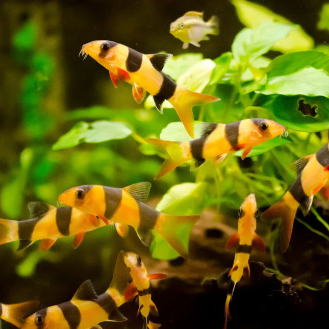 Clown Loach 50-100mm (Each)