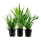 Combo 5 Pack starter seedling – Epiphyte Aquarium Plants Baby plants picture only for reference