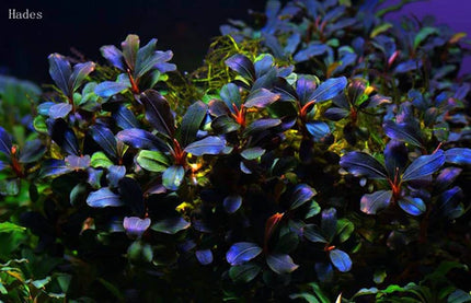 Combo 5 Pack starter seedling – Epiphyte Aquarium Plants Baby plants picture only for reference