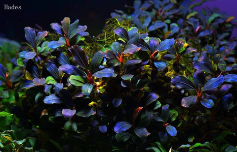 Combo 5 Pack starter seedling – Epiphyte Aquarium Plants Baby plants picture only for reference