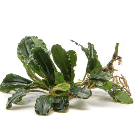 Combo 5 Pack starter seedling – Epiphyte Aquarium Plants Baby plants picture only for reference