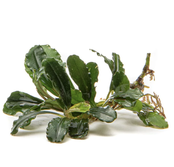 Combo 5 Pack starter seedling – Epiphyte Aquarium Plants Baby plants picture only for reference