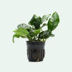 Combo 5 Pack starter seedling – Epiphyte Aquarium Plants Baby plants picture only for reference