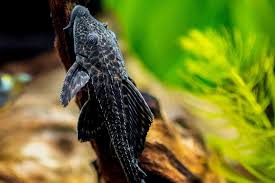 Common Pleco (Hypostomus plecostomus) – Hardy Algae-Eating Freshwater Fish
