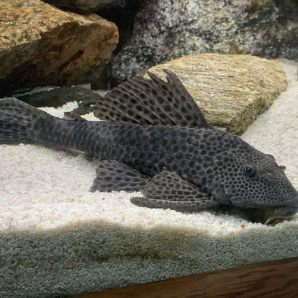 Black Common Pleco 15-16CM