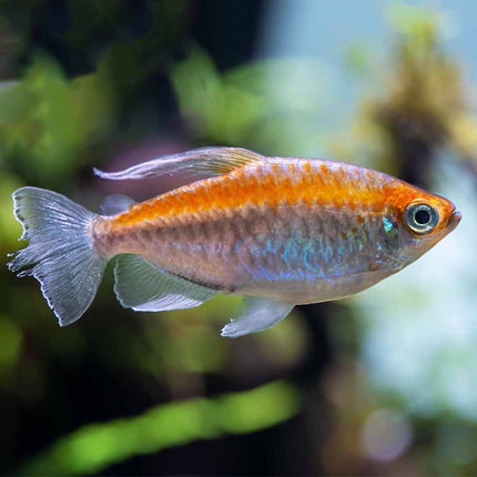 Congo Tetra