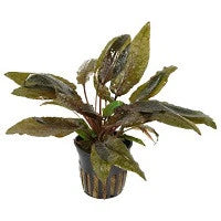 Cryptocoryne Wendtii Long Hardy, Flowing Midground Plant