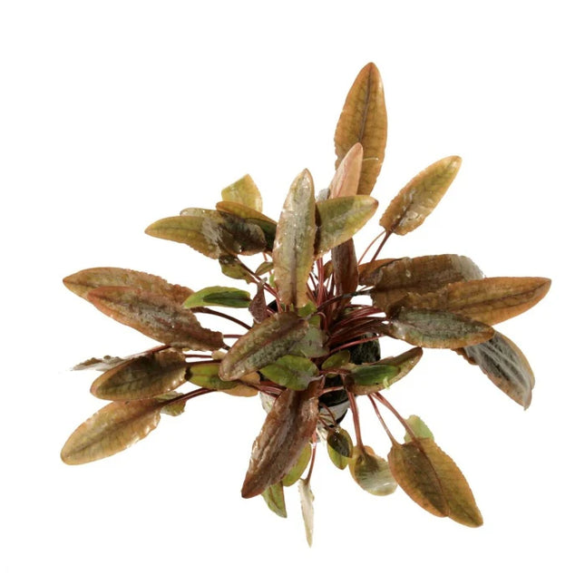 Cryptocoryne Wendtii 'Brown' Rich Earth Tones for Natural Aquascapes