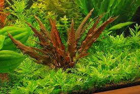 Cryptocoryne Wendtii 'Brown' Rich Earth Tones for Natural Aquascapes