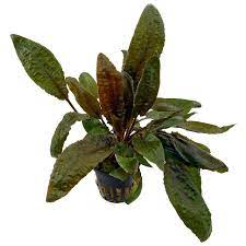 Cryptocoryne Wendtii 'Brown' Rich Earth Tones for Natural Aquascapes