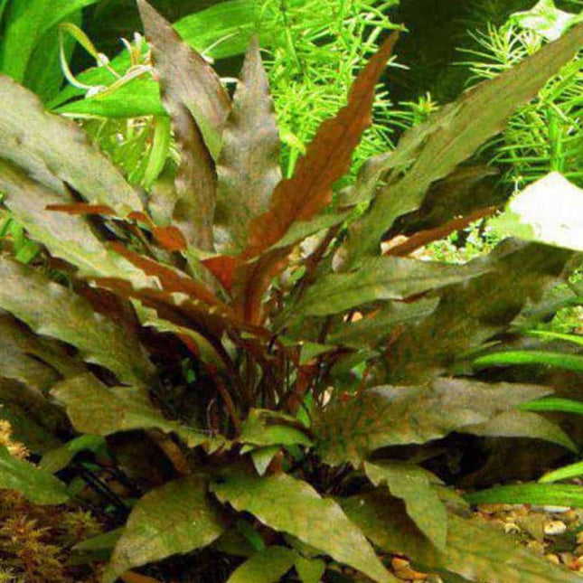 Cryptocoryne Wendtii Long Hardy, Flowing Midground Plant