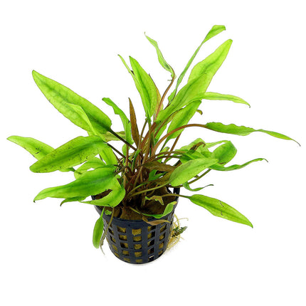 Cryptocoryne axelrodi – Epic Aquatics