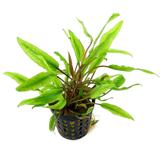 Cryptocoryne axelrodi – Epic Aquatics