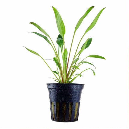Cryptocoryne lucens – Epic Aquatics