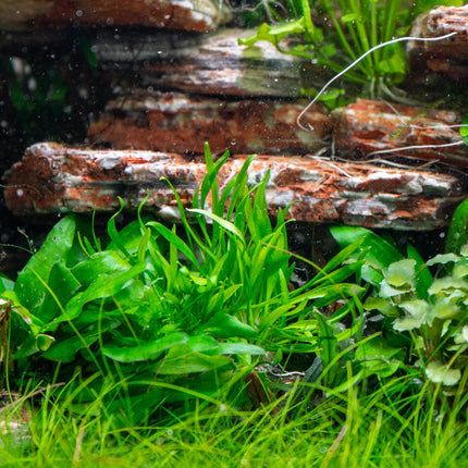 Cryptocoryne lucens – Epic Aquatics