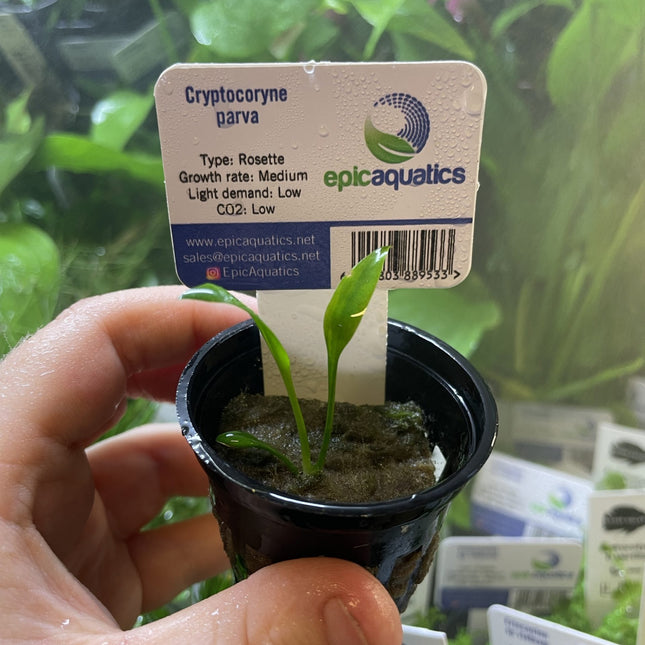 Cryptocoryne parva – Epic Aquatics