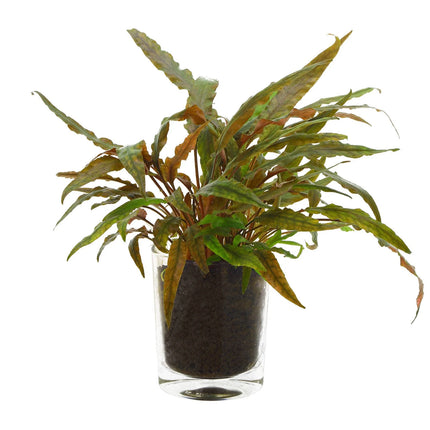 Cryptocoryne undulatus ‘Red’ – Epic Aquatics