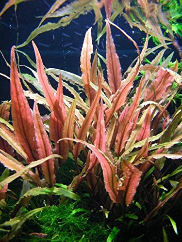 Cryptocoryne undulatus ‘Red’ – Epic Aquatics