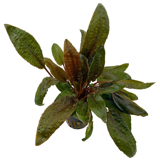 Cryptocoryne wendtii – Epic Aquatics