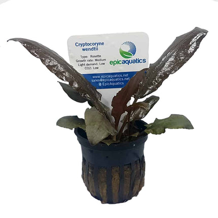 Cryptocoryne wendtii ‘Tropica’ – Epic Aquatics