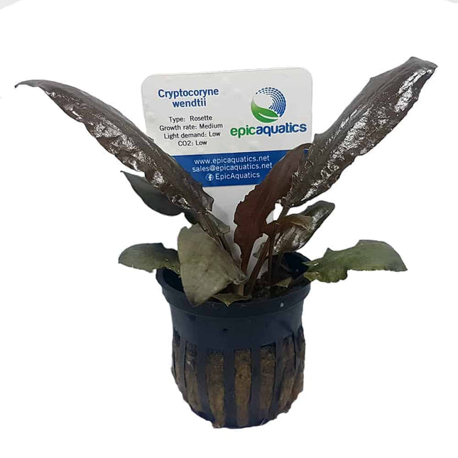 Cryptocoryne wendtii ‘Tropica’ – Epic Aquatics