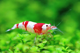 Crystal Red Shrimp (Caridina cantonensis) Stunning Freshwater Shrimp