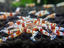 Crystal Red Shrimp (Caridina cantonensis) Stunning Freshwater Shrimp