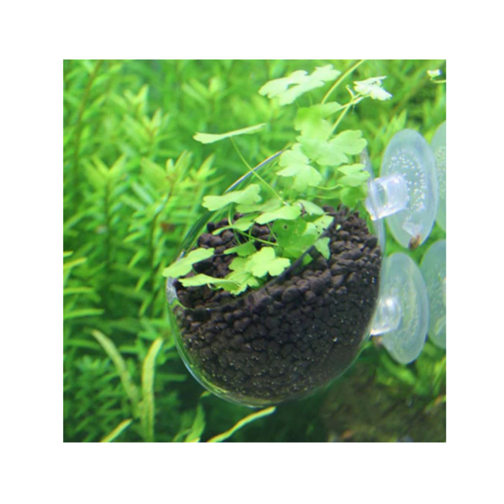 DYMAX Crystal Cultivating Pot – Stylish & Practical Container for Aquatic Plants