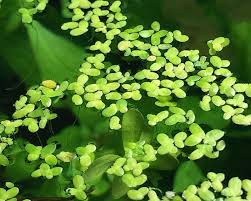 Duckweed (Lemna minor) – Natural Water Purifier & Fish Food Supplement - 30 G