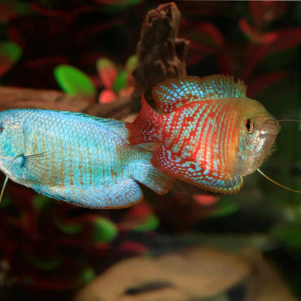 Dwarf Gourami each - 75 mm