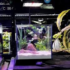 Dymax GS3 Cubey Aquarium – Freshwater (10.5L)