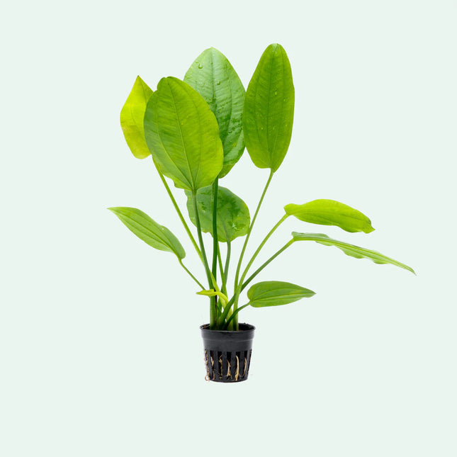 Echinodorus Cordifolius  Large Heart-Leaf Sword for Background Impact