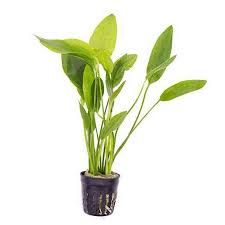 Echinodorus Grandiflorus  Majestic Sword Plant for XL Tanks