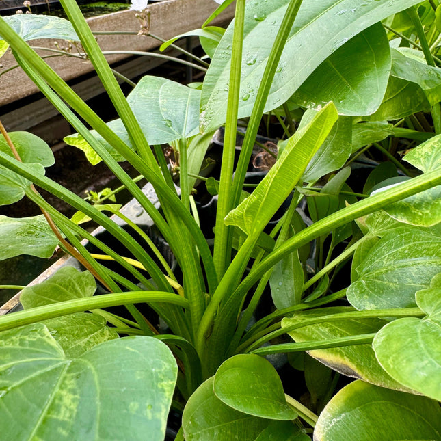 Echinodorus Grandiflorus  Majestic Sword Plant for XL Tanks