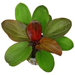 Echinodorus Harbich Compact, Color-Rich Sword for Foreground to Midground