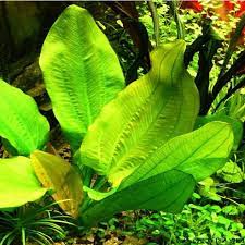 Echinodorus Harbich Compact, Color-Rich Sword for Foreground to Midground