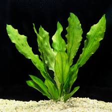 Echinodorus Major ‘Martii’ Elegant Ruffled Sword Plant for Large Aquariums