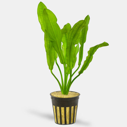 Echinodorus Major ‘Martii’ Elegant Ruffled Sword Plant for Large Aquariums